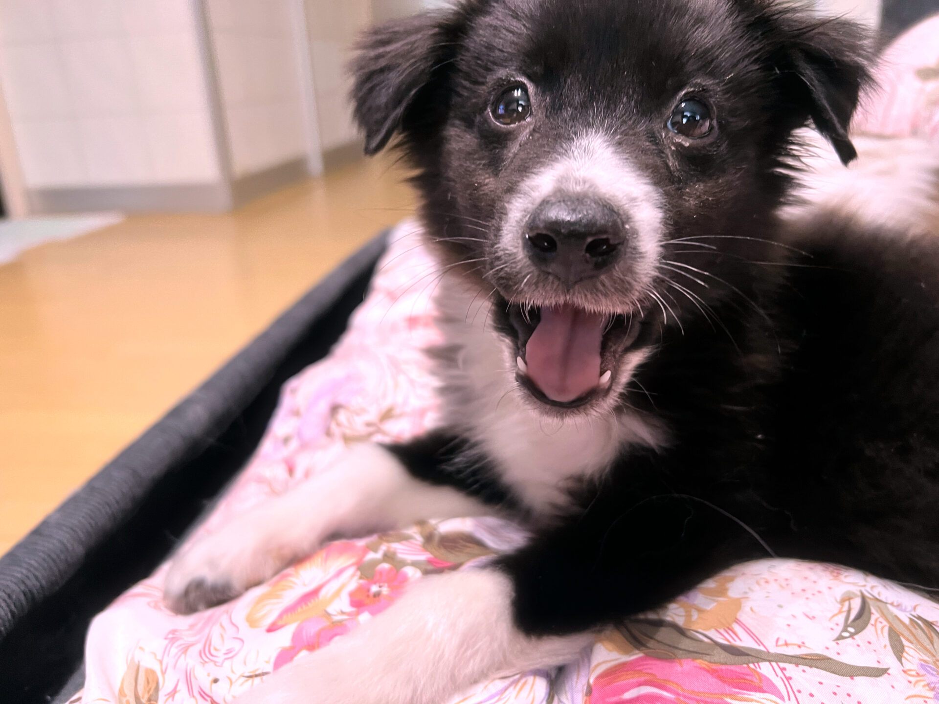 保護犬情報　ウラン